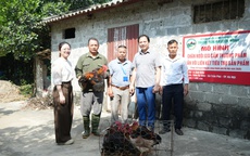Phát triển chăn nuôi gia cầm an toàn gắn với liên kết tiêu thụ
