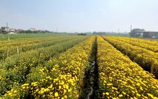 Sắc xuân lan tỏa từ vườn hoa đến phố thị