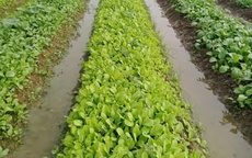 Chủ động nguồn rau xanh phục vụ Tết Nguyên đán Bính Ngọ