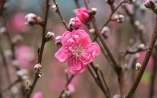 Xây dựng Đảng bộ Hà Nội trong sạch, vững mạnh từ cơ sở