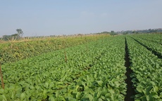 Phát triển nông nghiệp xanh góp phần hình thành vành đai sinh thái cho Thủ đô