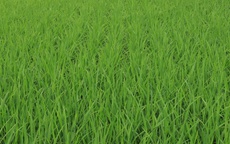 Nguy cơ sâu bệnh gia tăng, khuyến nghị nông dân tăng cường giám sát đồng ruộng