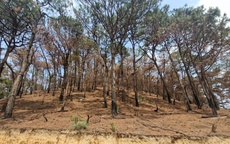 Siết chặt bảo vệ rừng trong mùa lễ hội