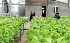 Nông nghiệp chuyển mình mạnh mẽ từ kinh tế hợp tác ứng dụng công nghệ cao
