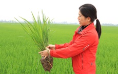 Đẩy mạnh phát triển lúa gạo theo hướng hiện đại, bền vững và vươn ra thị trường quốc tế