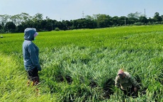 Kiểm soát dịch hại, bảo vệ hơn 13.500ha lúa trỗ trong điều kiện thời tiết phức tạp