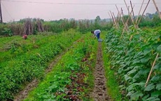 Siết chặt an toàn thực phẩm từ nguồn gốc đến quản lý chợ đầu mối