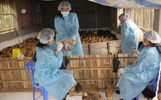 Siết quản lý thuốc thú y trên toàn chuỗi sản xuất, lưu thông và sử dụng