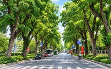 Hà Nội xây dựng kế hoạch trồng cây, trồng rừng gắn với mục tiêu phát triển Thủ đô xanh