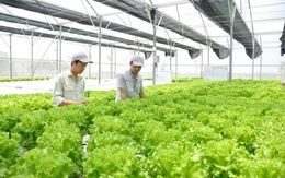 Hi-tech farming production accelerated