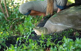 Hoan Kiem giant turtle in Dong Mo Lake dies