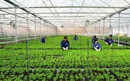 Ha Noi sets ambitious 2026 plan to modernize cooperatives and high-tech agriculture