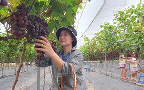 Nhịp cầu nhà nông- Kết nối đưa nông sản vươn xa