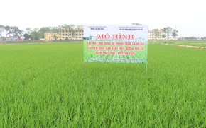 Tăng năng suất, bảo vệ m&#244;i trường từ canh t&#225;c l&#250;a SRI theo hướng hữu cơ