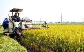 Ph&#225;t triển thương hiệu l&#250;a gạo chất lượng cao đạt ti&#234;u chuẩn xuất khẩu