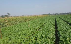 Phát triển nông nghiệp xanh góp phần hình thành vành đai sinh thái cho Thủ đô