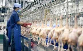Kiểm soát chặt chẽ cơ sở giết mổ gia súc gia cầm, bảo đảm an toàn thực phẩm