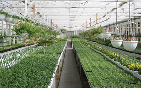 Phát triển nông nghiệp đa giá trị gắn với tái cấu trúc đô thị Hà Nội