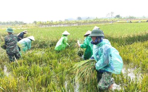 Đẩy nhanh thu hoạch lúa mùa trước diễn biến thời tiết bất lợi