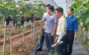 Đẩy mạnh chuyển đổi số trong truy xuất nguồn gốc nông phẩm an toàn