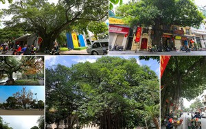 Ha Noi to plant over 400,000 trees in 2026