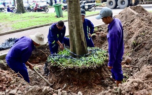 H&#224; Nội dịch chuyển nhiều c&#226;y xanh, mở rộng đường phục vụ diễu binh, diễu h&#224;nh dịp 2/9