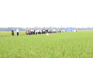 Nông nghiệp Hà Nội 2025: Tăng trưởng từ chiều sâu, bứt phá bằng chất lượng