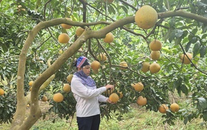 Xuân trên vùng đất bãi: Khi nông nghiệp hữu cơ đánh thức mùa vàng xã đảo