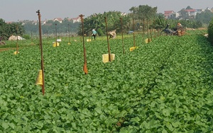 Nỗ lực toàn diện kiểm soát an toàn thực phẩm trong lĩnh vực nông nghiệp