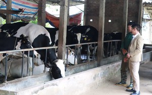 Hiệu quả kinh tế từ mô hình mới nuôi vịt, bò sữa