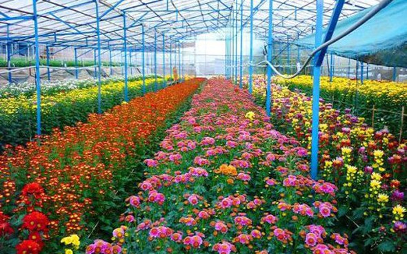 Ha Noi boosts hi-tech flower farming for sustainable growth