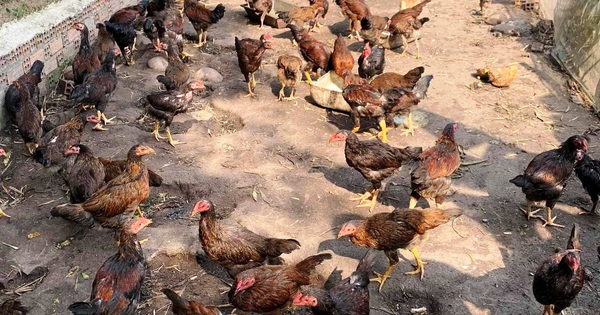 Chăn nuôi gà hữu cơNhững vấn đề cần quan tâm
