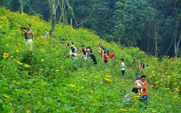 Hoa d&#227; quỳ nở rộ, thu h&#250;t du kh&#225;ch tới Ba V&#236;
