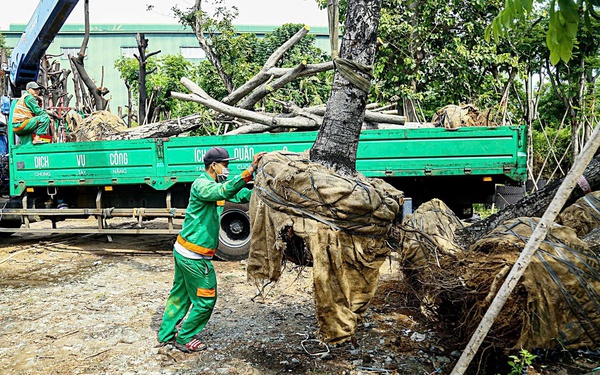 Chặt hạ, dịch chuyển hơn 2.600 cây xanh để làm nút giao Vành đai 3,5