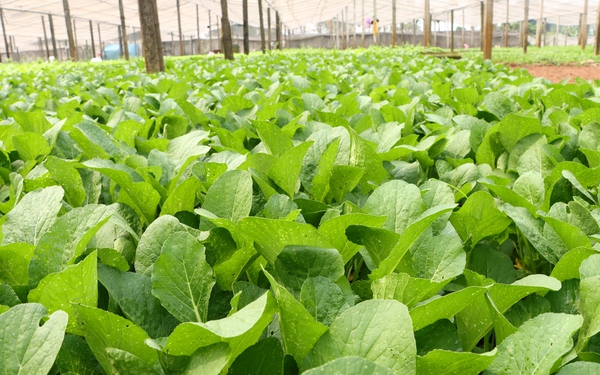 Ngành nông nghiệp và Môi trường Hà Nội tăng trưởng 3,54%
