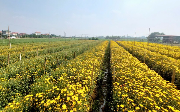 Sắc xuân lan tỏa từ vườn hoa đến phố thị