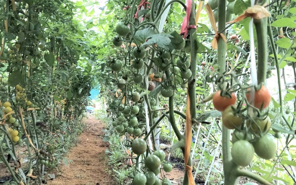 Phát triển nông nghiệp xanh phù hợp với xu hướng hiện đại