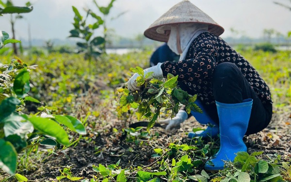 Phát triển hơn 2.500 hội viên mới, mở rộng mô hình chi, tổ hội nông dân nghề nghiệp