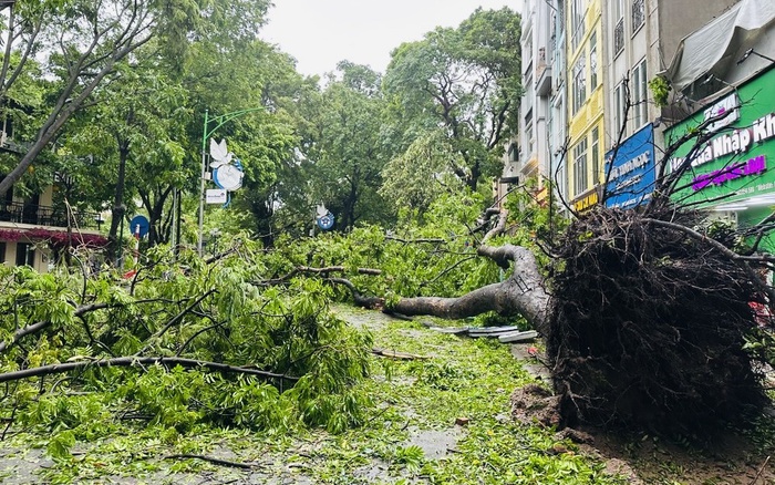 Giải pháp 'hồi sinh' những cây xanh gẫy đổ sau 'siêu bão' số 3 Yagi