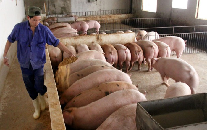 livestock industry
