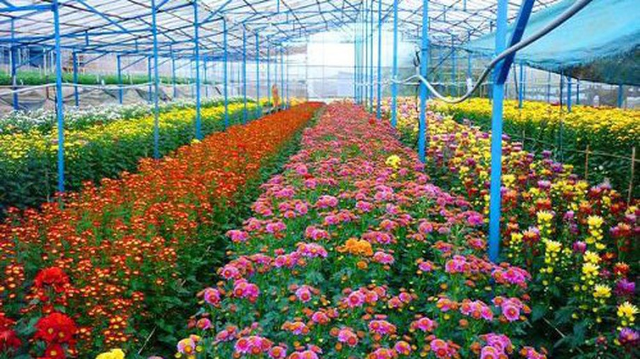 Ha Noi boosts hi-tech flower farming for sustainable growth