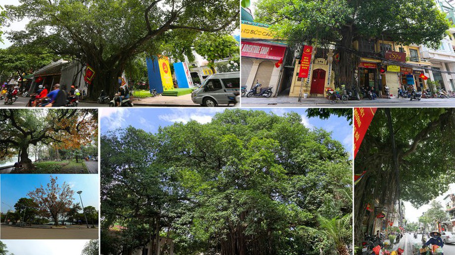 Ha Noi to plant over 400,000 trees in 2026