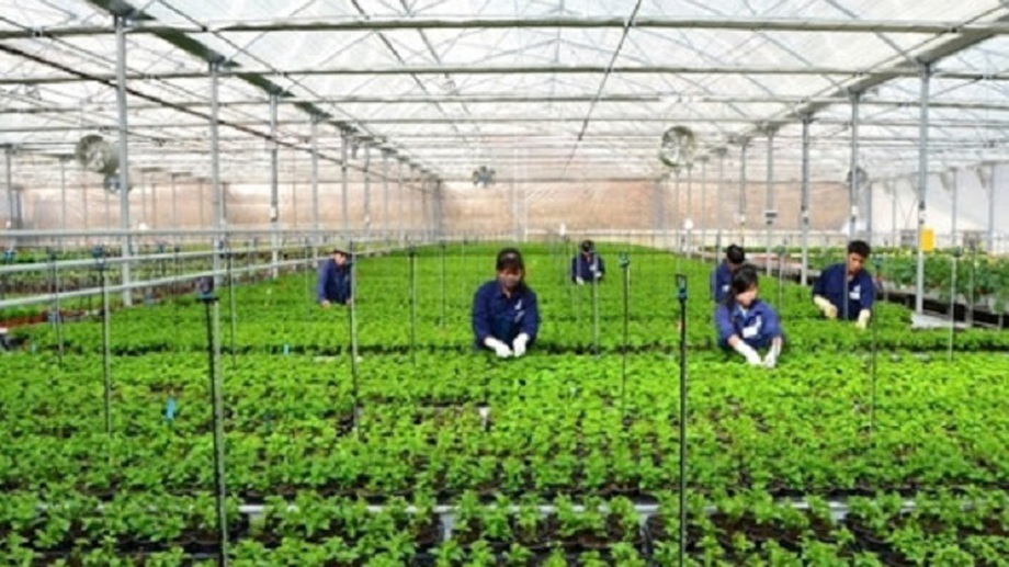 Ha Noi sets ambitious 2026 plan to modernize cooperatives and high-tech agriculture
