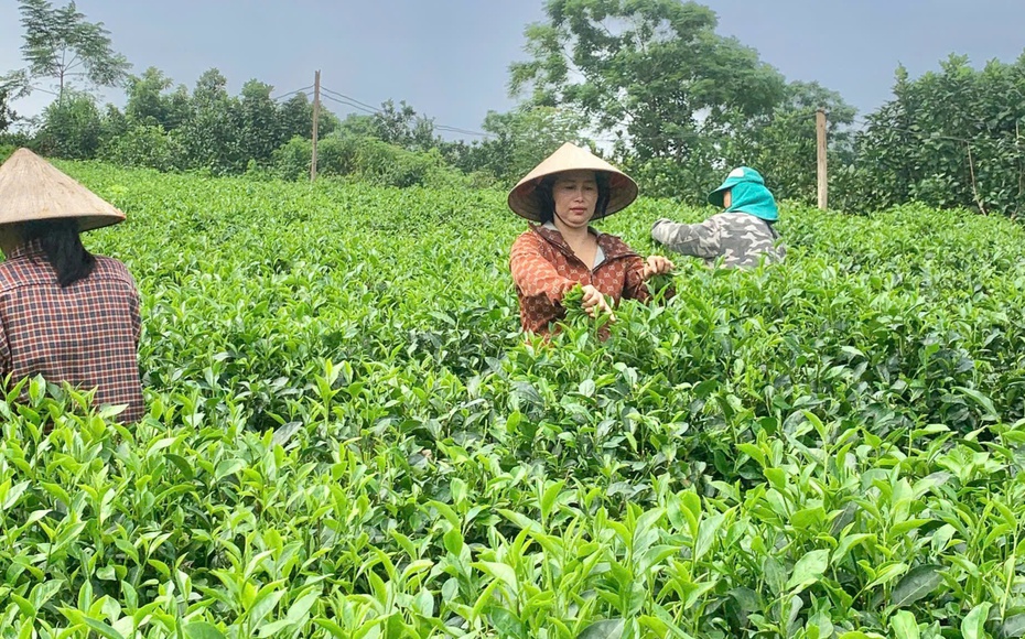 Phát triển vùng chè an toàn, nâng cao giá trị nông sản Thủ đô