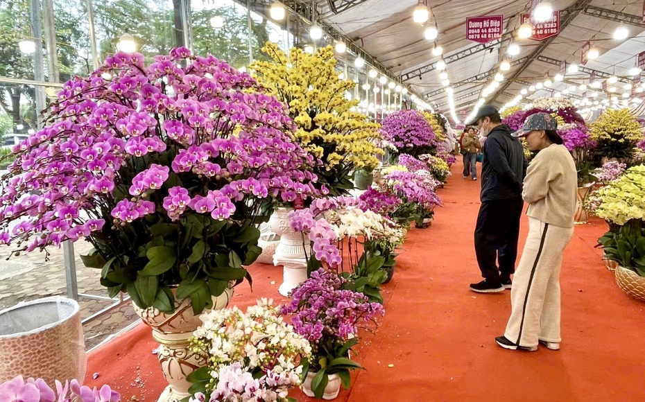 Rực rỡ sắc hoa xuân đón Tết