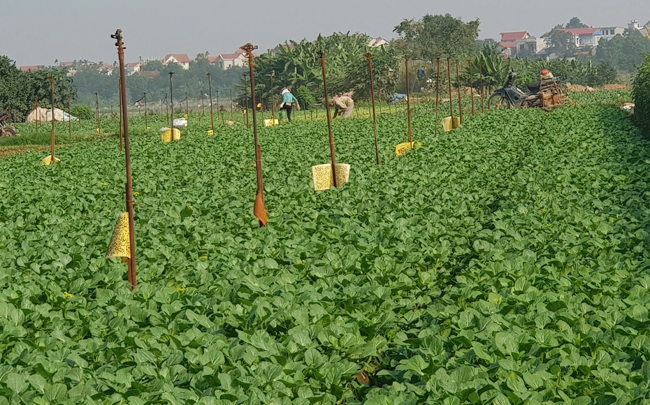 Nông nghiệp Thủ đô: Lấy an toàn thực phẩm làm trụ cột phát triển xanh, bền vững