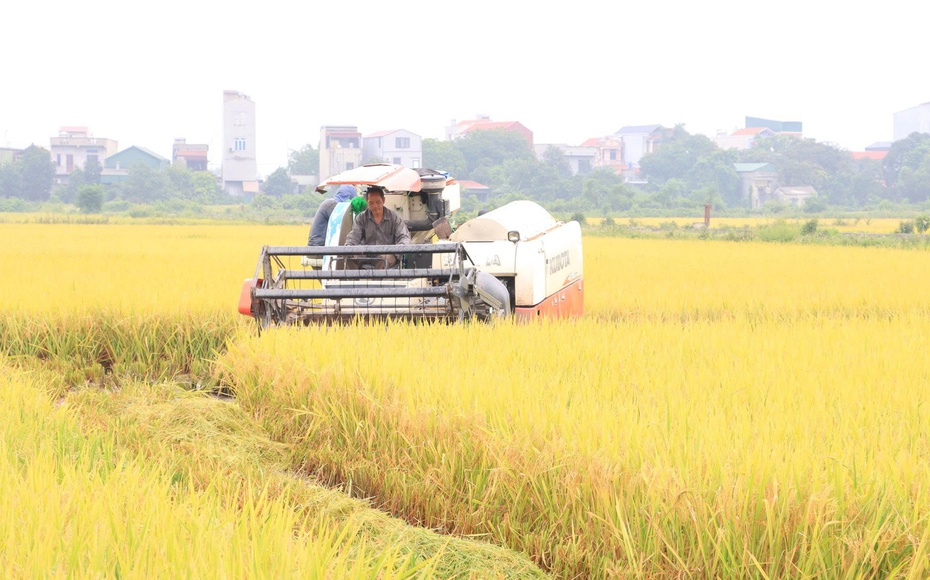 Những cánh đồng mẫu lớn 'thay da đổi thịt' nhờ cơ giới hoá